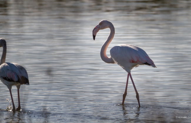 Holygold Suite - Foto 45