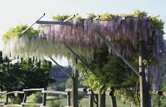 Verdidea - Podere della Bruciata - Foto 77