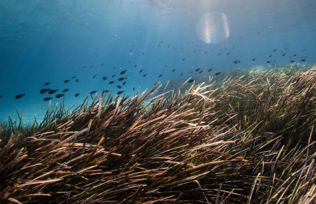 Diving Initiation in Jávea - Foto 4