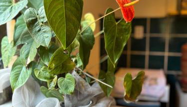 Casa Descanso e Natureza II - Foto 3