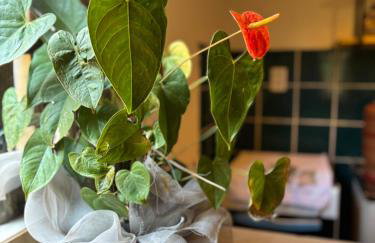 Casa Descanso e Natureza II - Foto 3