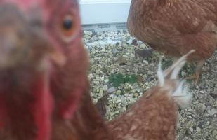 The LITTLE HOUSE in HULL - Foto 63