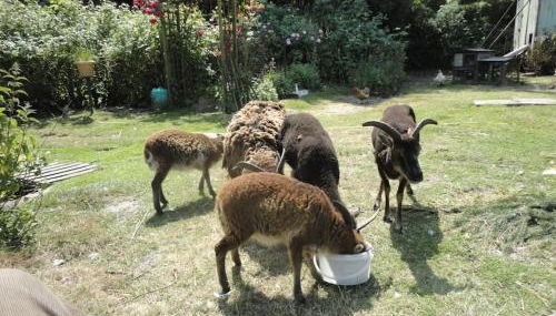 Tinyhouse on wheels - Foto 2