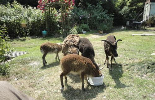 Tinyhouse on wheels - Foto 2