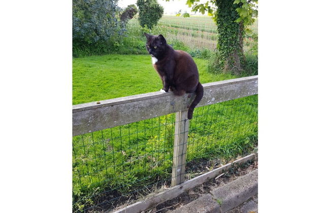 Country Life Comfortable Holiday Residence - Foto 21