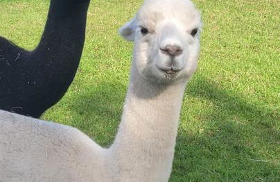 Ferienwohnung Schertel - Dorsbrunn - Foto 24