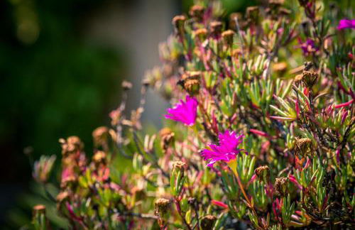 Maison de Vacances 8 à 15 pers à proximité du Canal du Midi - Foto 3