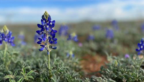 Hickory Ridge Hideaway Cabin - Romantic, Peaceful - Foto 5