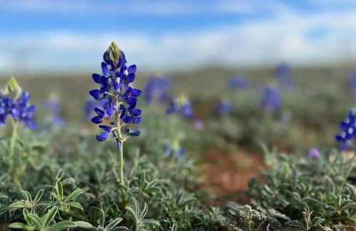 Hickory Ridge Hideaway Cabin - Romantic, Peaceful - Photo 5