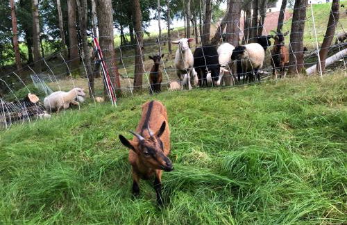 Auszeit mit Weitblick in der Sächsischen Schweiz - kleiner Bauernhof mit Tieren und Wallbox - Foto 33
