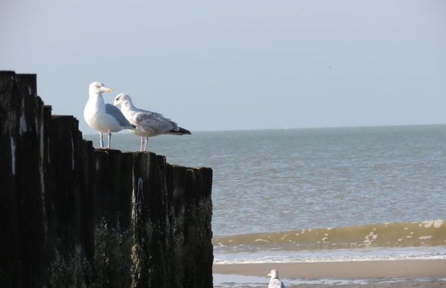 Holiday Home in Renesse Near the Beach - Photo 38