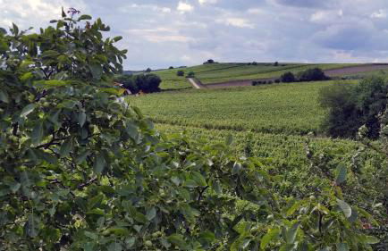Ferienwohnung Olm - Foto 31