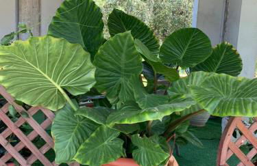 Costa Trabocchi appartamento sul Mare - Foto 31