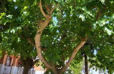 Hostal Restaurante San Martin de Montalban - Foto 41