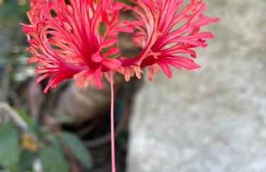Le Ortensie in centro e vicino al mare - Foto 6