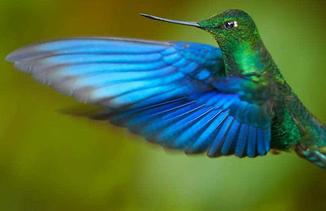 Excursión a la Reserva Yanacocha - Foto 4