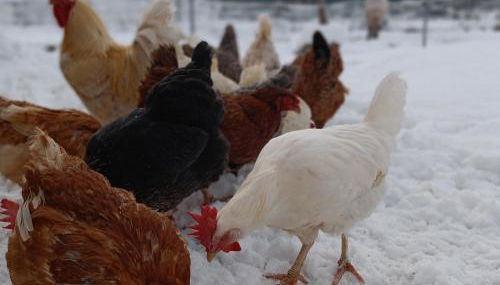 Hofgut Bentele - Foto 4