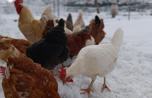 Hofgut Bentele - Foto 4