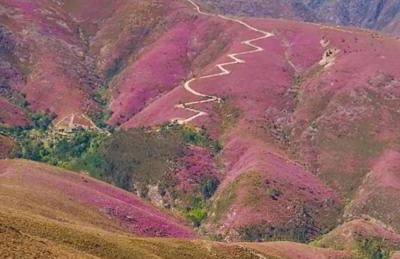 Casas Cor de Rosa - Foto 61