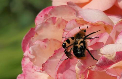 Apartment Green Elephant - Foto 42