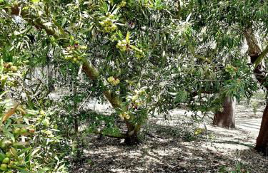 Comfortable Studio in Santiago do Cacém, private pool, 65 m² - Foto 21