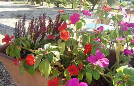 Hort de L'Aubert - Foto 68