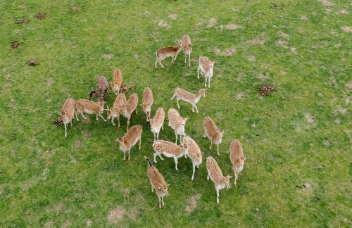 Zawilcowa Dolina - Foto 40