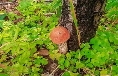 Gorgeous Home In Sarnikierz - Foto 21