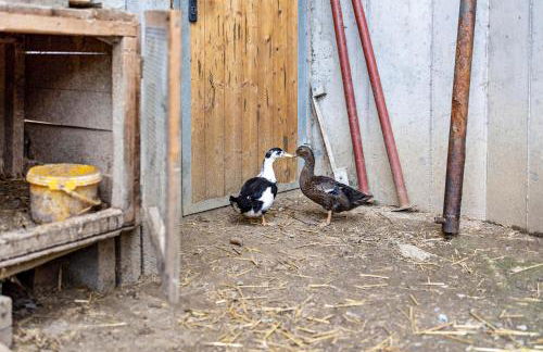 Bolser App Piz da Peres - Foto 33