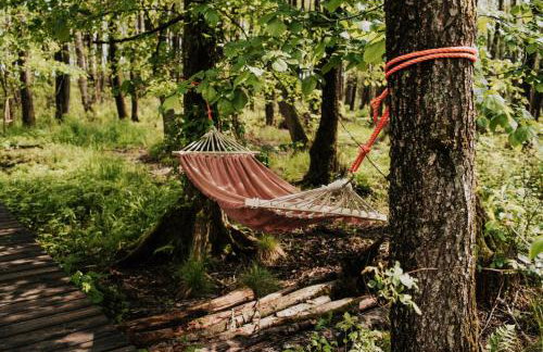 Dziki Las - domki na drzewach - Foto 17