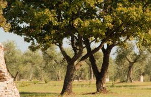 Terre di Sveva - Foto 33