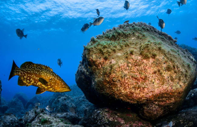 Snorkeling on Faial Island - Photo 1