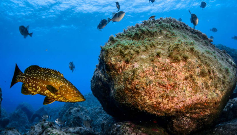 Snorkel en la isla de Faial - Foto 2, Mero en el océano atlántico