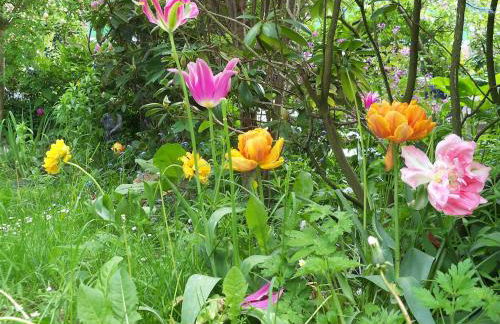Windmühle an der Nordsee in der Nähe Büsum - Photo 19