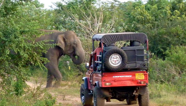 Veremos elefantes e outras espécies
