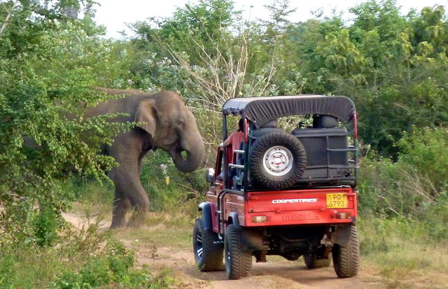 Safari privé dans le Parc National d'Udawalawe - Photo 5