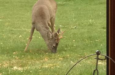 Drumguish Cottage - Foto 69