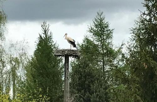 Andrzejówka - Photo 8