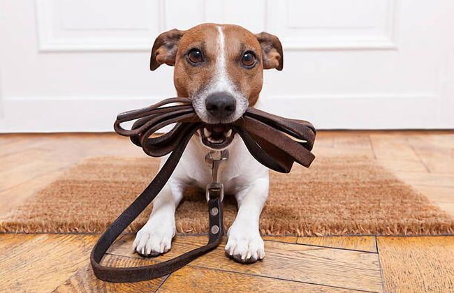 Windsor Phoenix - Foto 3