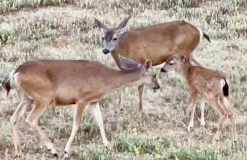 Paso Robles Wine Country Ranch House & Firepit - Foto 22
