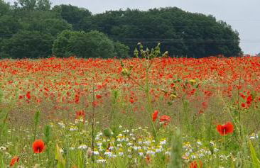 Haus Hinz Fe-Wo an der Ostsee - Foto 26
