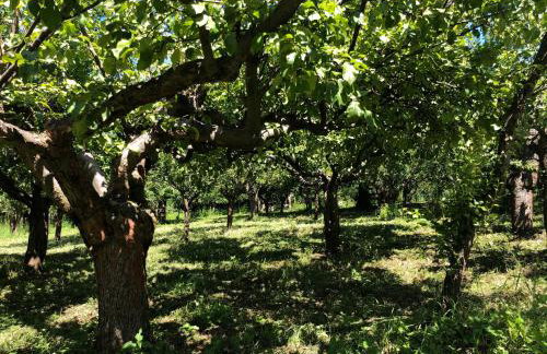 Czytelnia w Sadzie - Foto 32