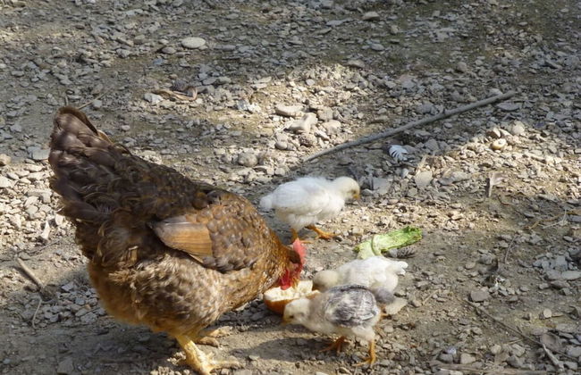 Holiday Apartment Garden Paradise - Foto 8