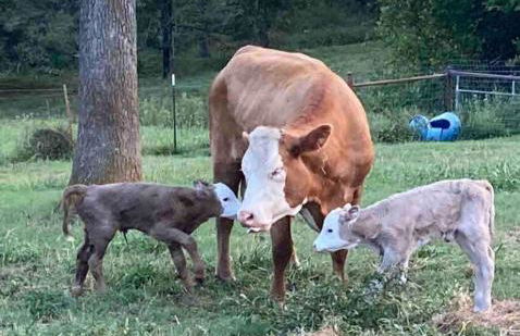 The Varnadoe Villa- Farm Stay - Foto 32