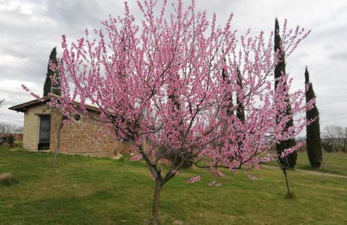 Agriturismo Podere Bianca Maria - Foto 14