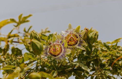 The Passion Fruit House - Photo 46