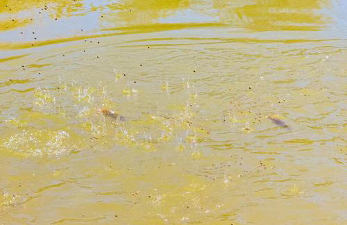 Recanto Lavivida - Conexão com a natureza - Foto 52