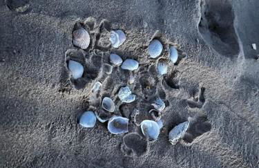 Sol de mar, La Mata (Hiszpania) - Foto 42