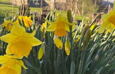 Daisy Cabin - Foto 48