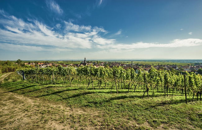 Ferienhaus Kallstadt - Foto 9